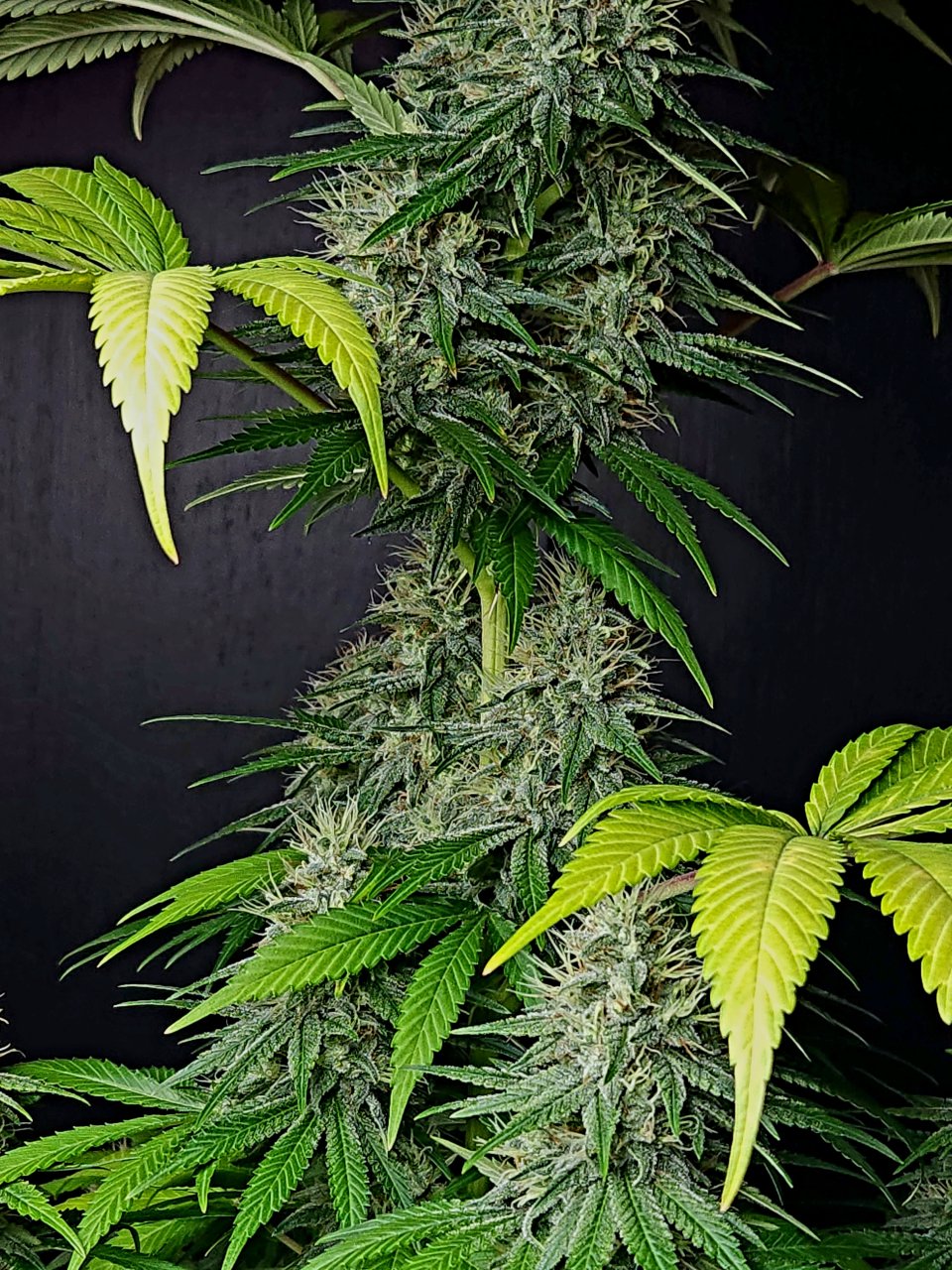 Purple Ghost Candy #3 day 45 flower, 105 days total