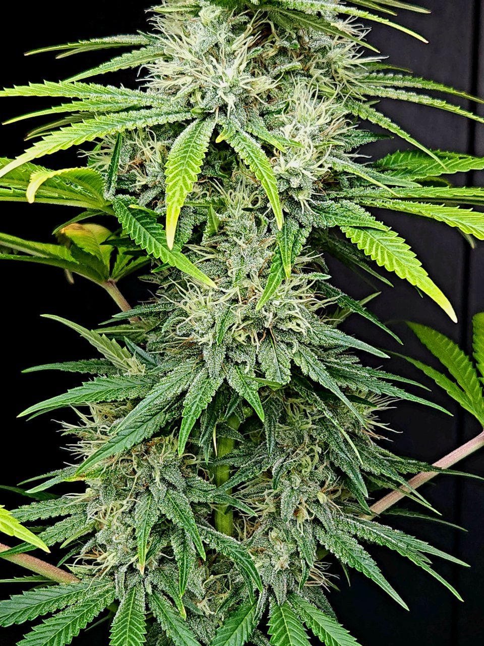 Purple Ghost Candy #3 day 45 flower, 105 days total