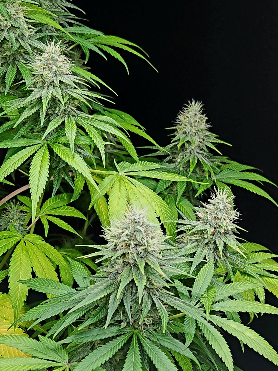 Purple Ghost Candy #3 day 45 flower, 105 days total