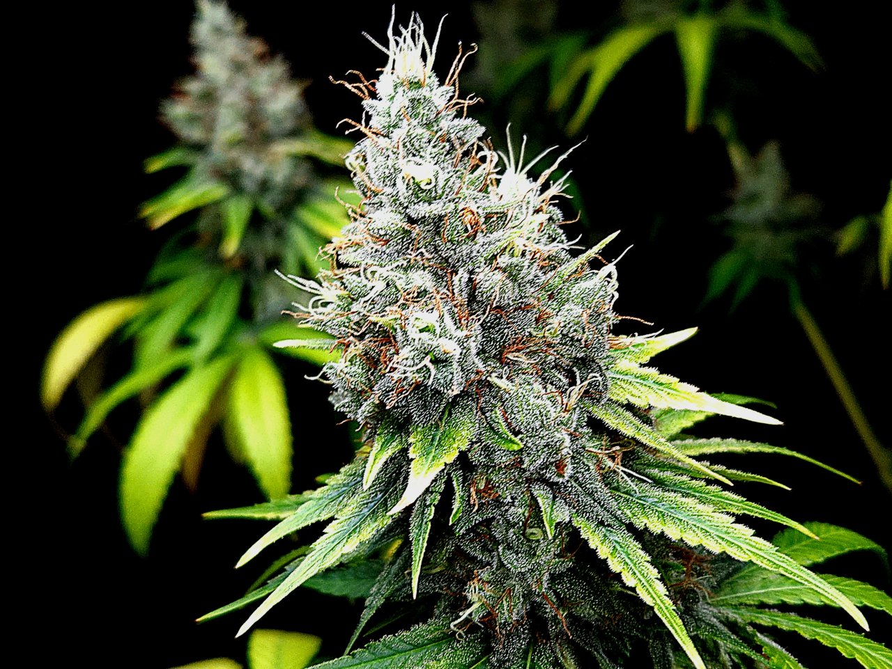 Purple Ghost Candy #3 day 64 flower, 124 days total