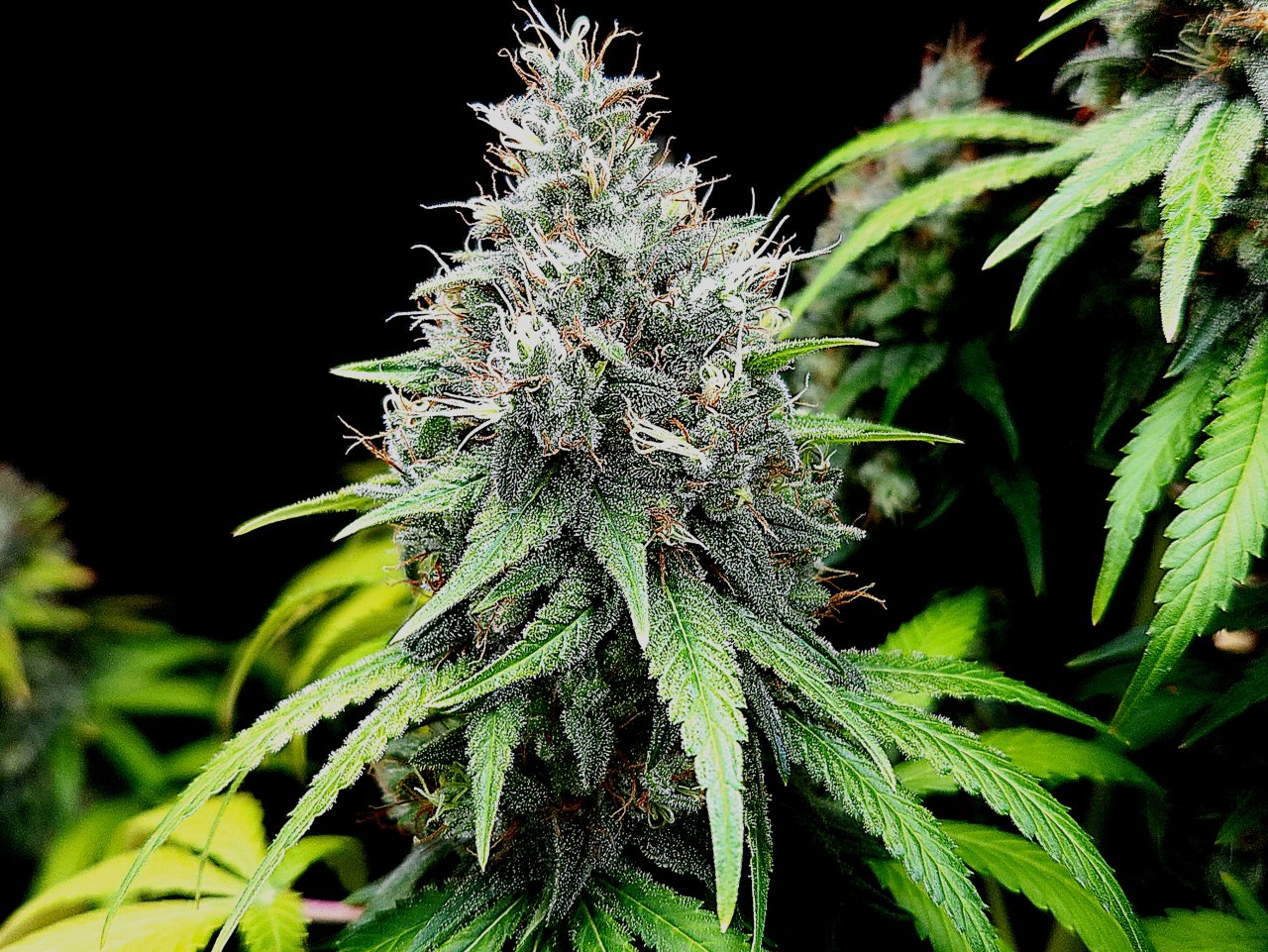 Purple Ghost Candy #3 day 64 flower, 124 days total