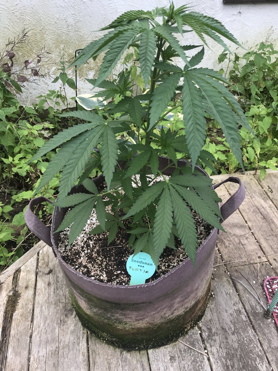 Purple Ghost Candy-Day 53-a.JPG