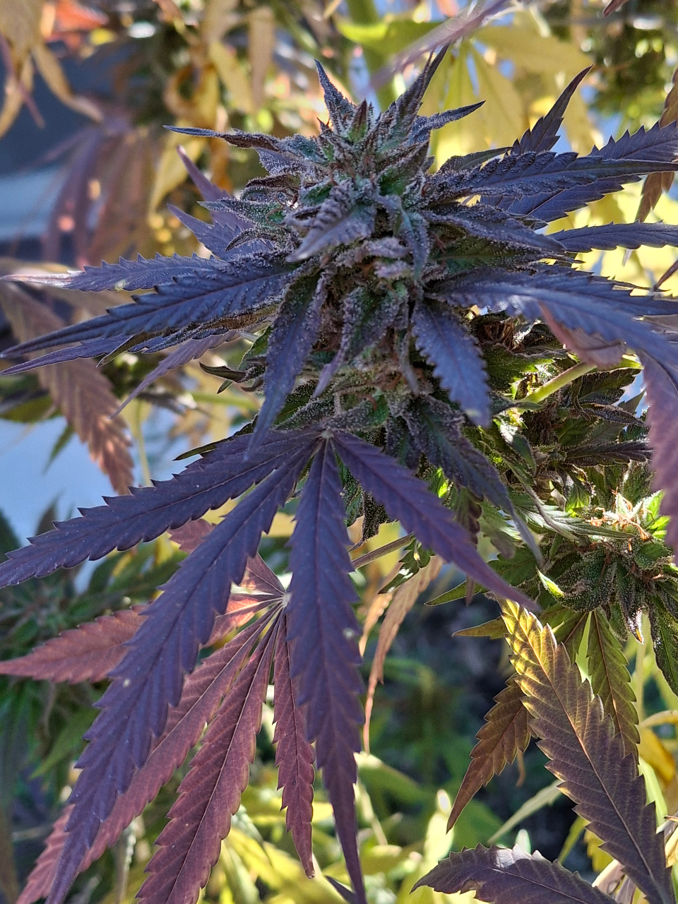 Purple Ghost Candy-Day 54F-a.jpg