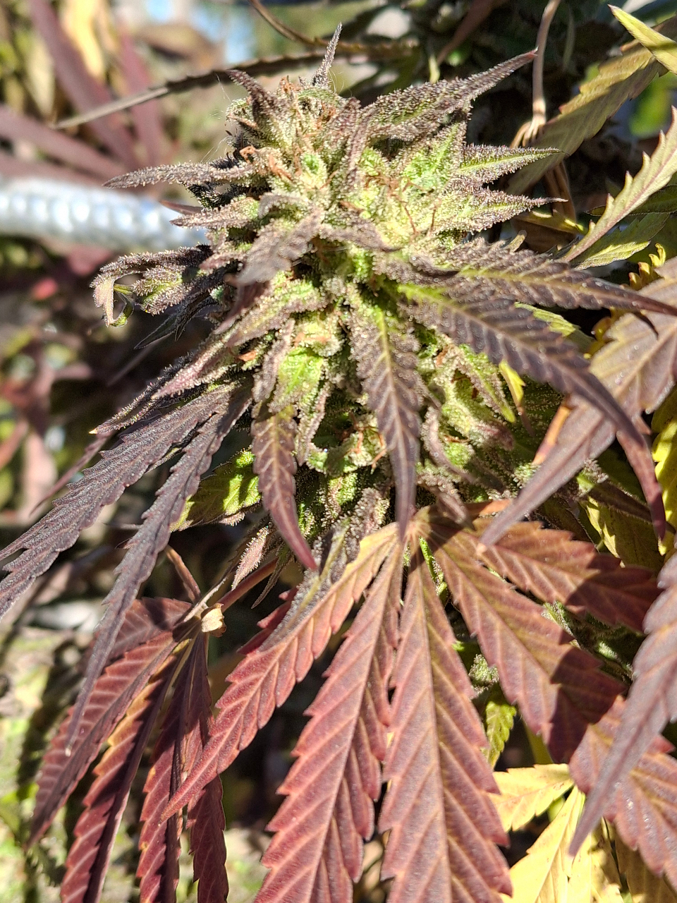 Purple Ghost Candy-Day 54F-c.jpg