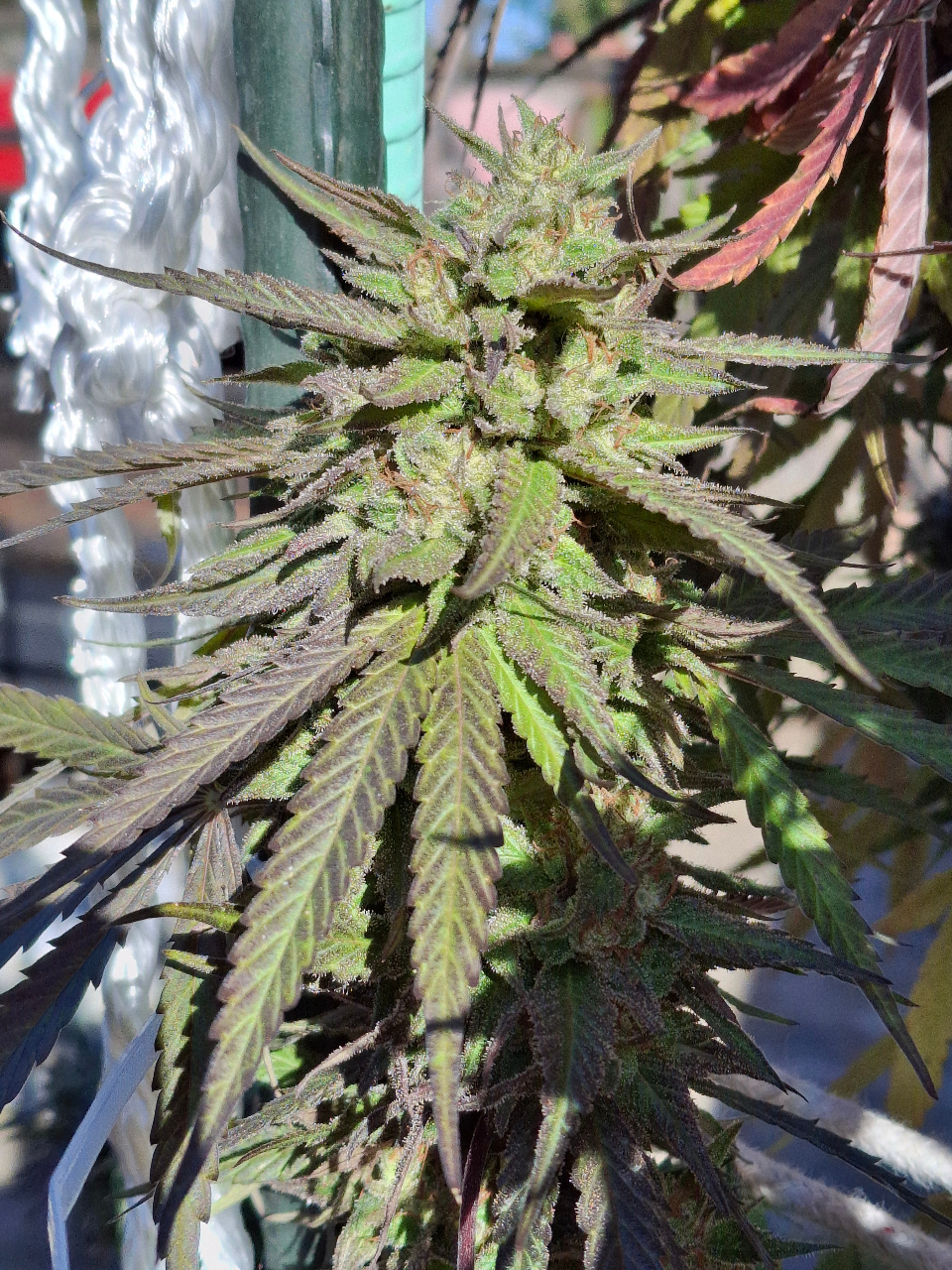 Purple Ghost Candy-Day 54F-d.jpg