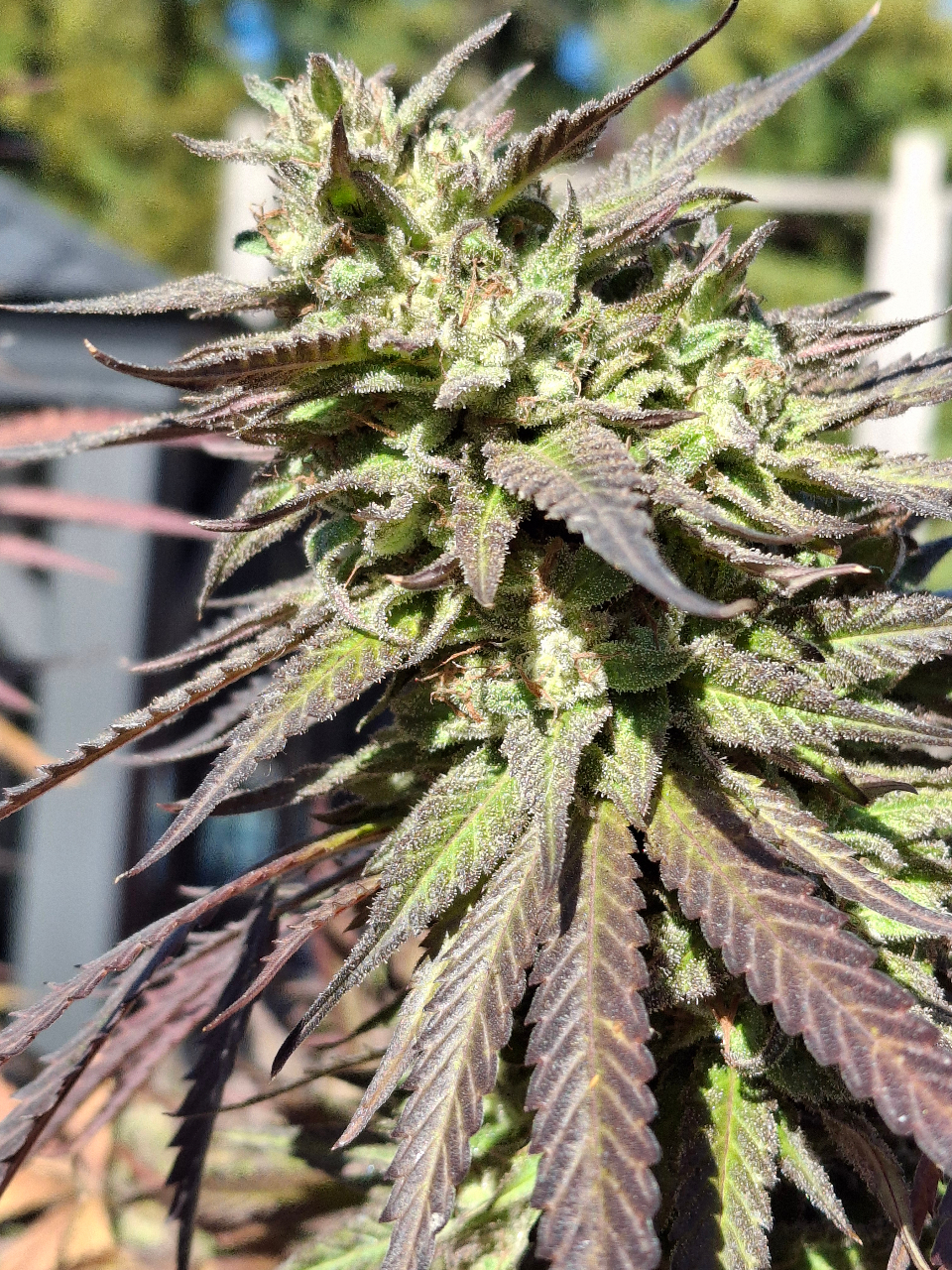 Purple Ghost Candy-Day 54F-f.jpg