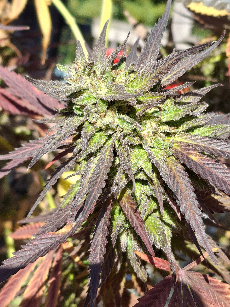 Purple Ghost Candy-Day 54F-g.jpg