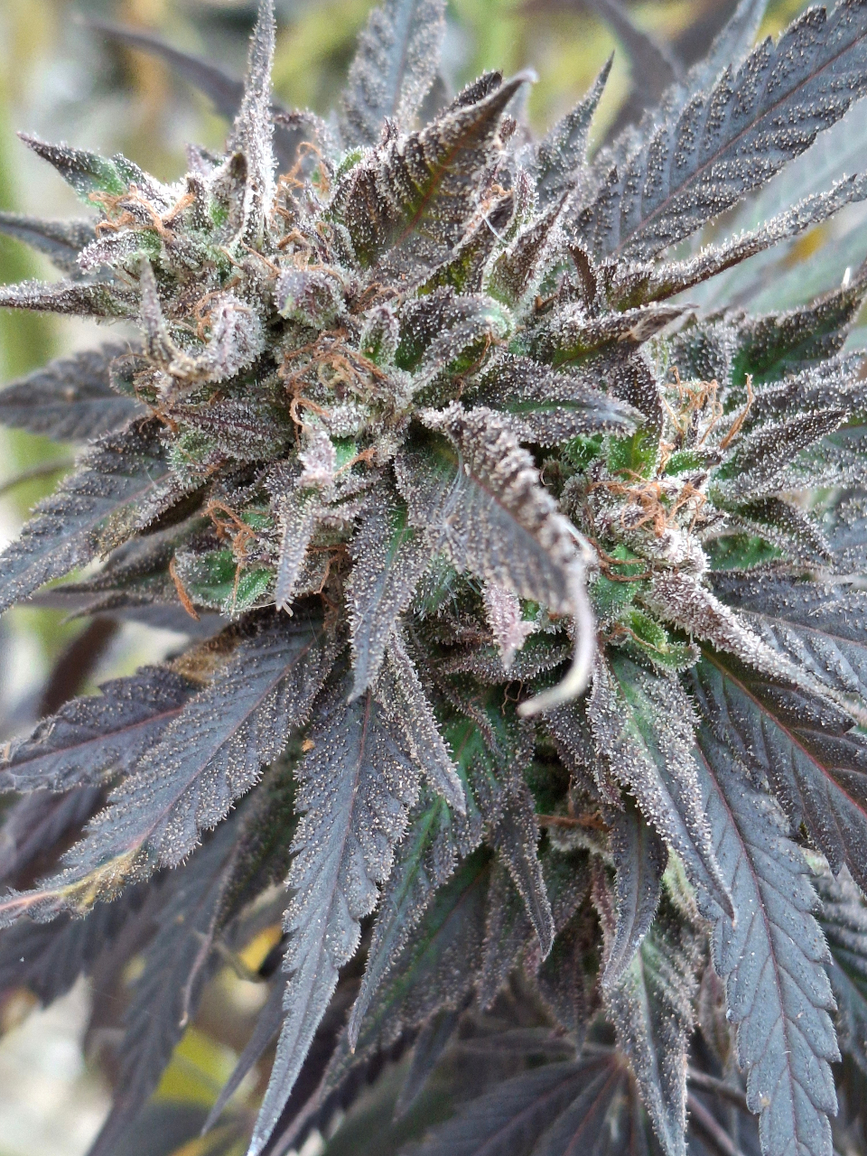 Purple Ghost Candy-Day 65F-i.jpg