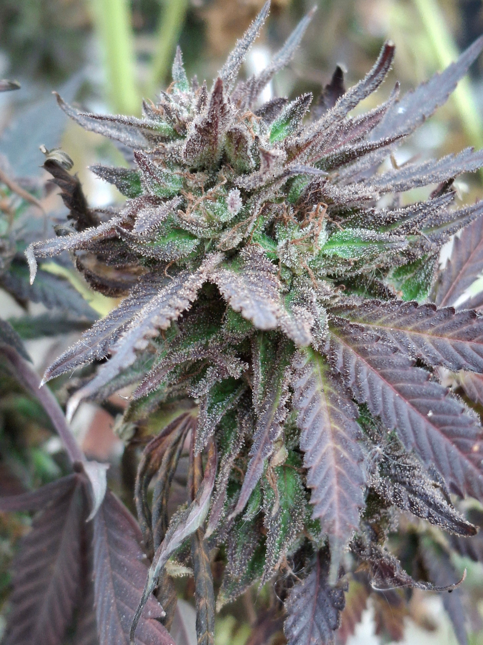 Purple Ghost Candy-Day 65F-j.jpg