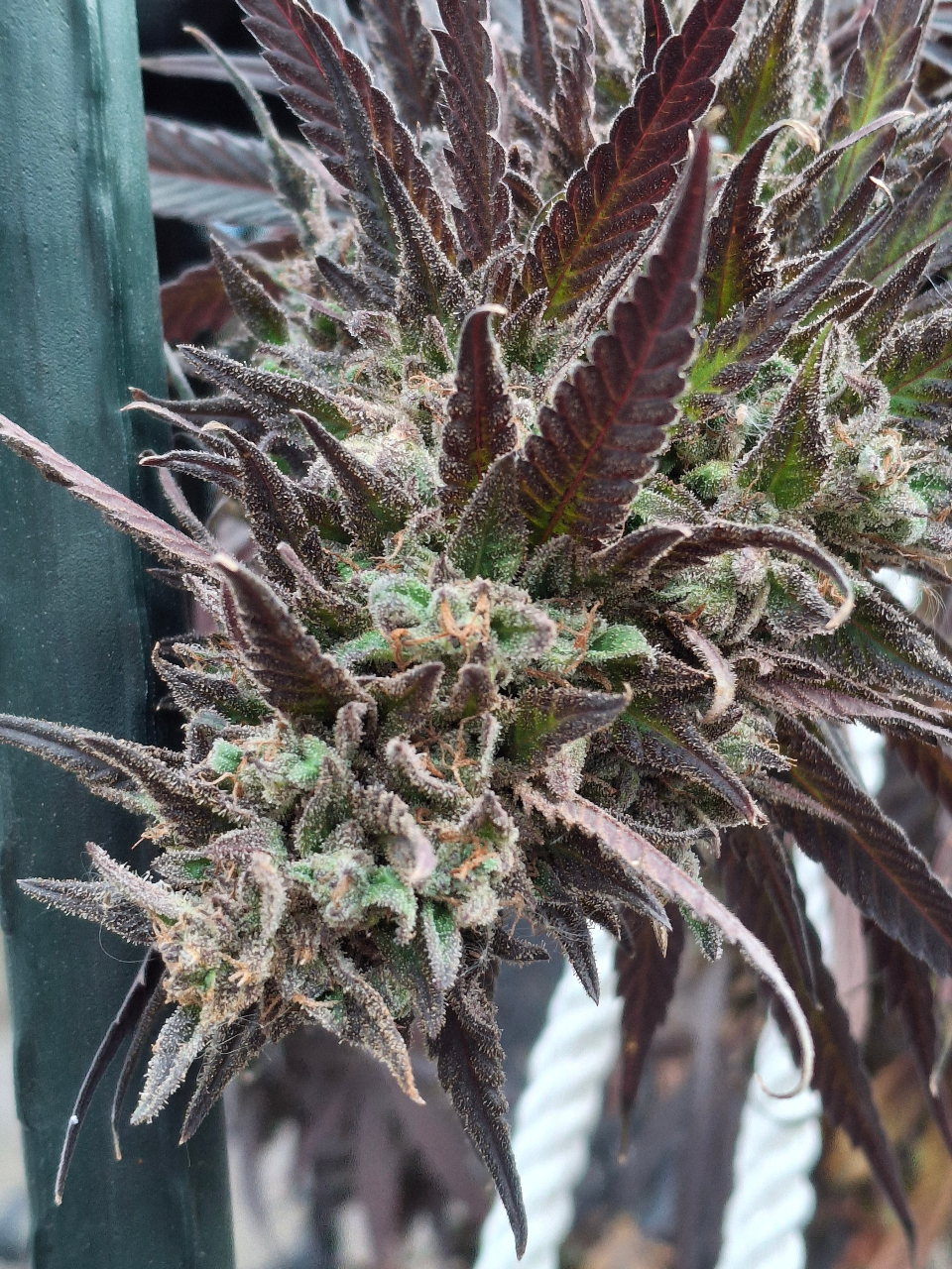 Purple Ghost Candy-Day 65F-k.jpg