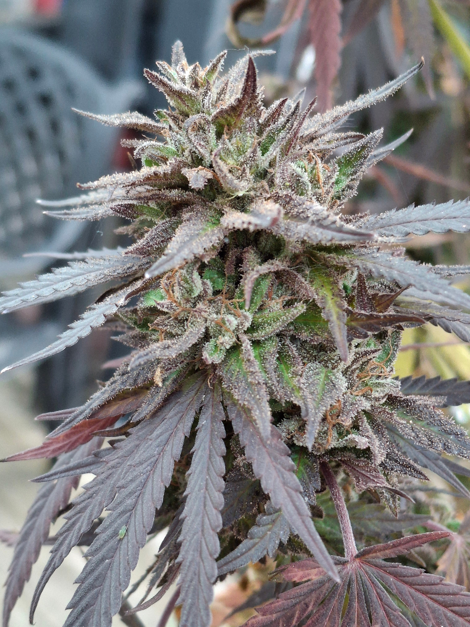 Purple Ghost Candy-Day 65F-l.jpg