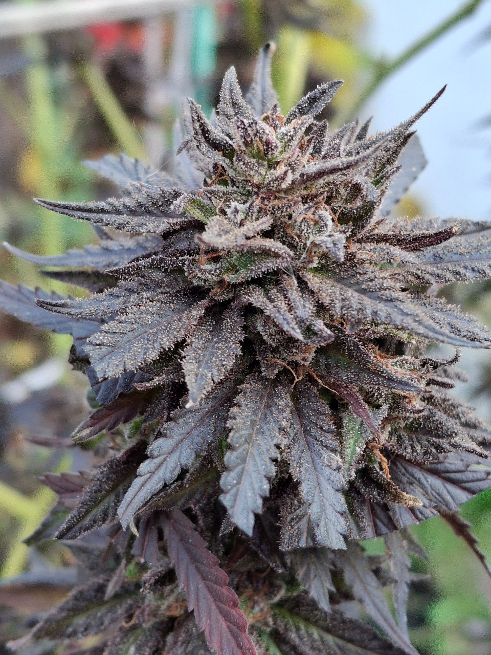 Purple Ghost Candy-Day 72-o.jpg