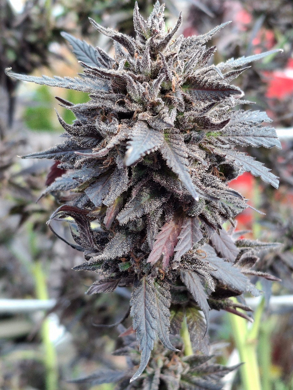 Purple Ghost Candy-Day 72-p.jpg