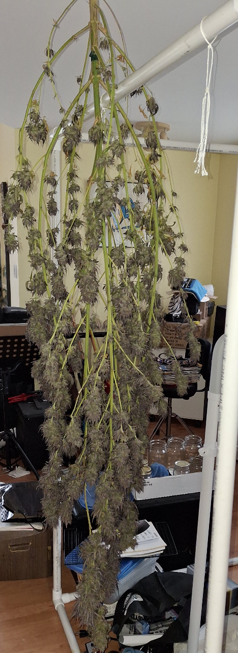 Purple Ghost Candy-Day 73-q.jpg