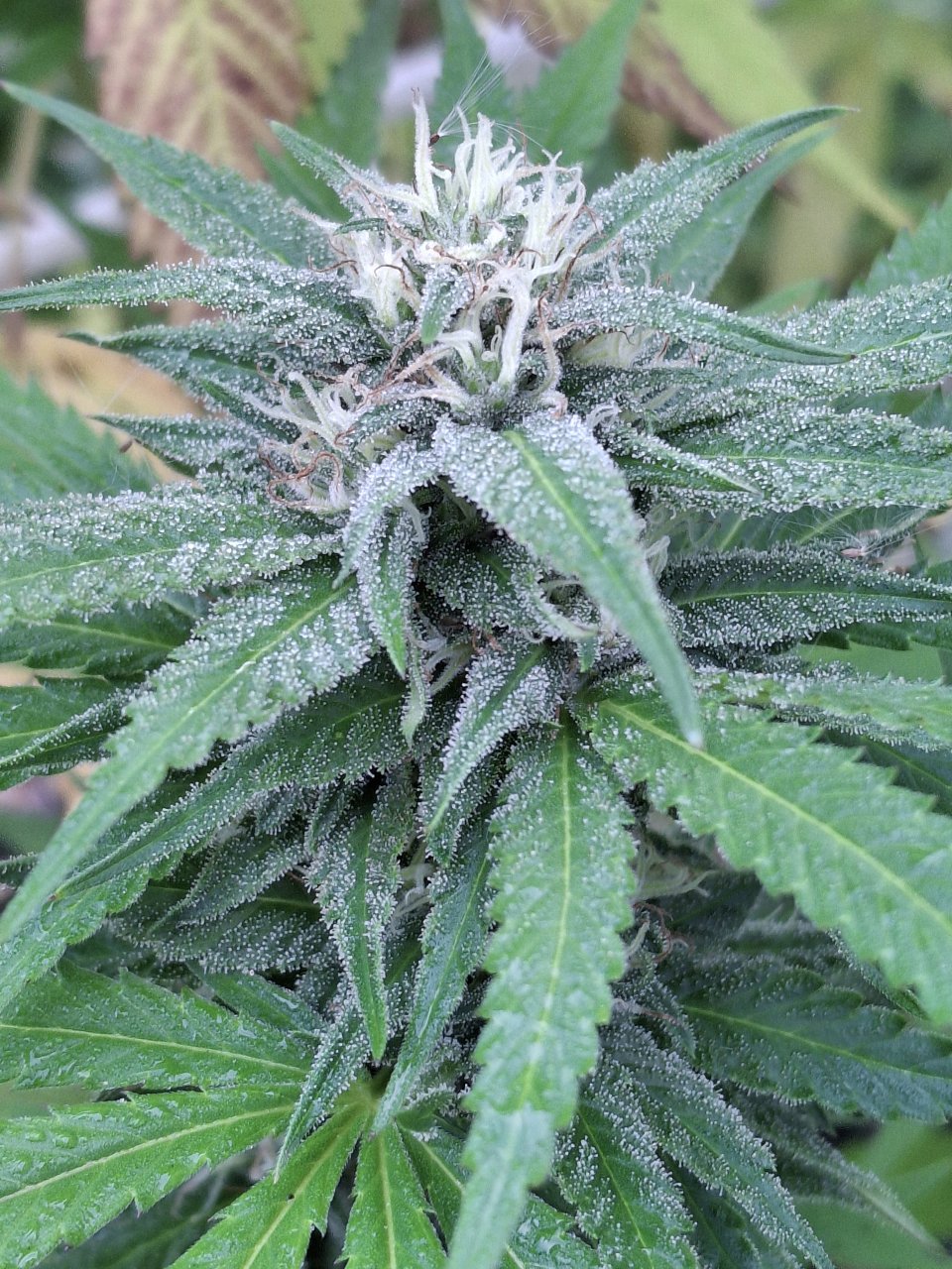 Purple Ghost Candy (Portia)-Day 29F-d.jpg