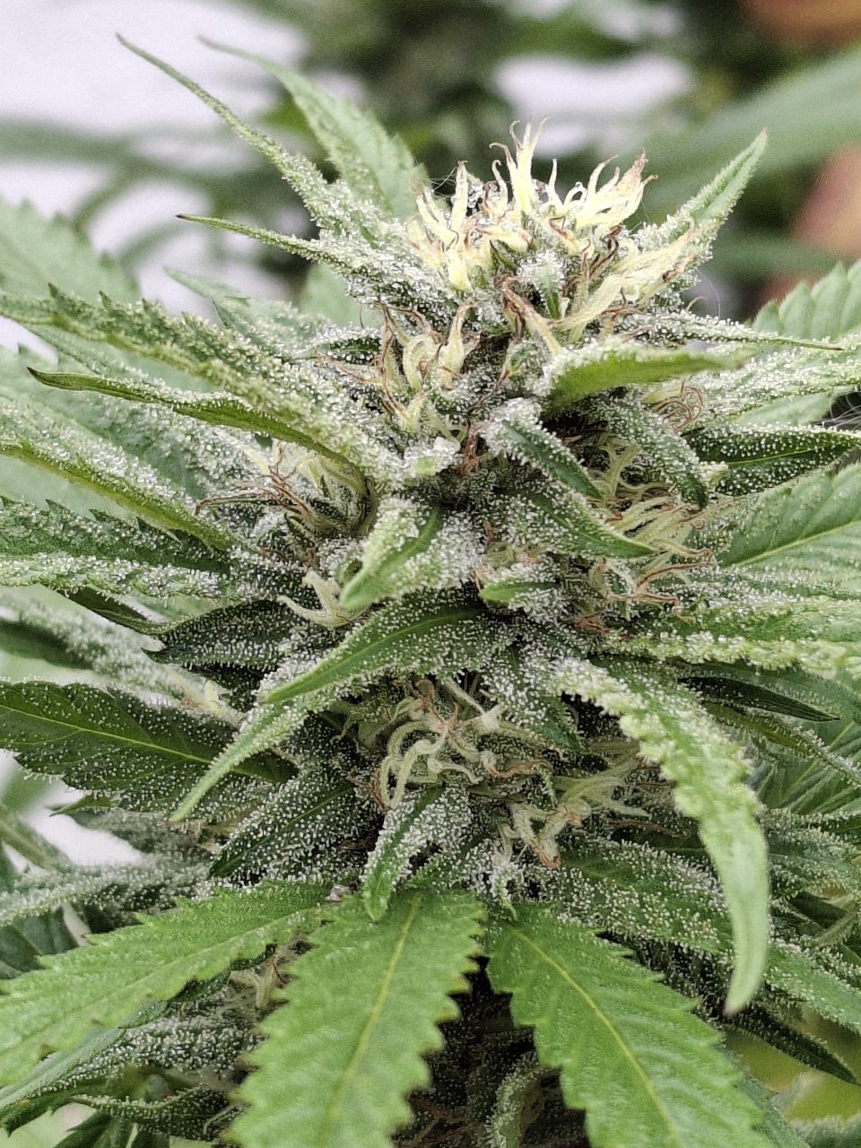 Purple Ghost Candy (Portia)-Day 31F-l.jpg