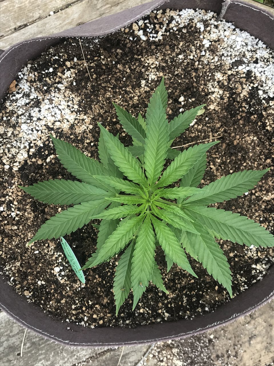 Purple Ghost Candy (Portia)-Day 44-h.JPG