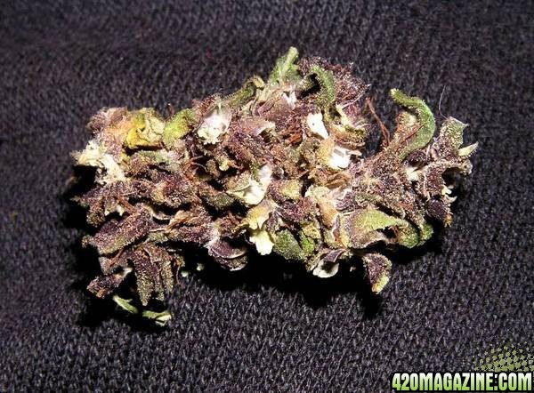 Purple Haze Bud