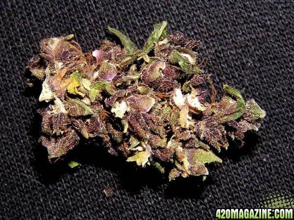 Purple Haze Bud