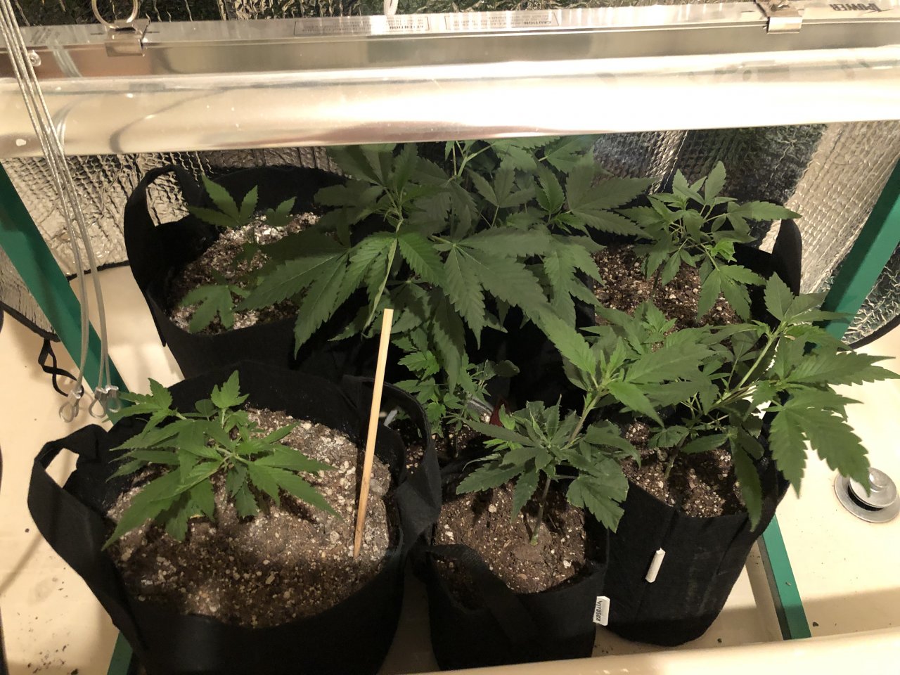 Purple Haze Clones