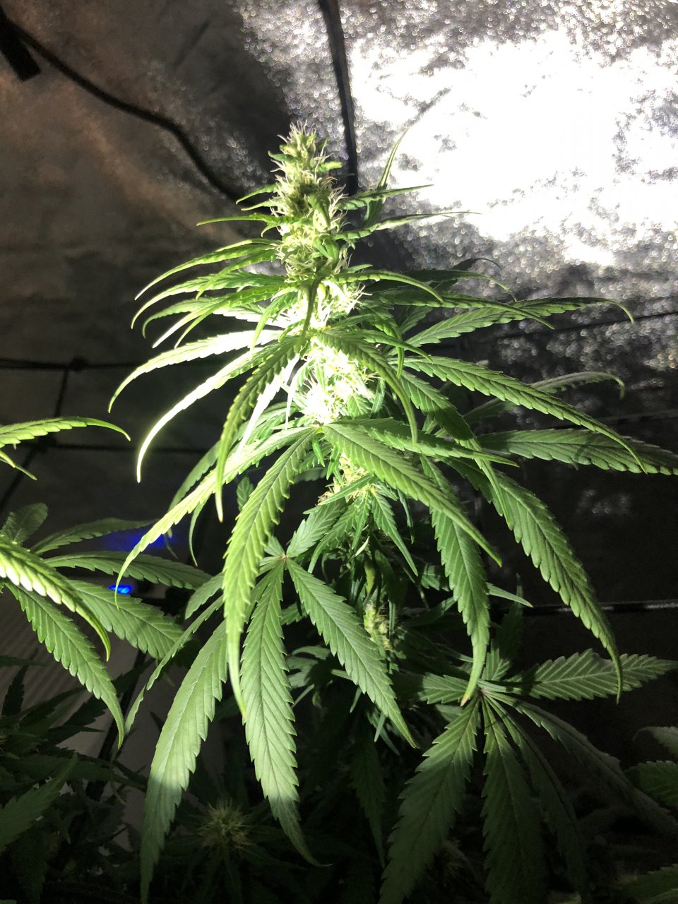 Purple Haze Flower - week 4