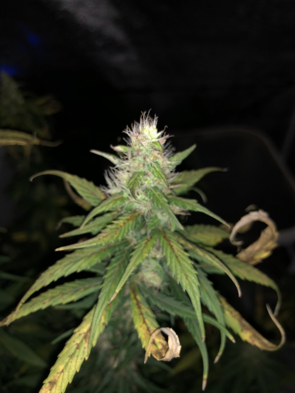 Purple Haze - Flower week 6