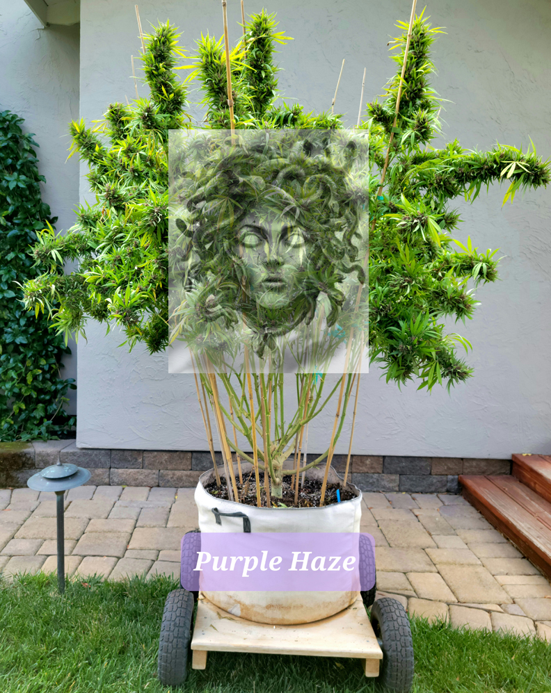 Purple Haze Medusa.jpg