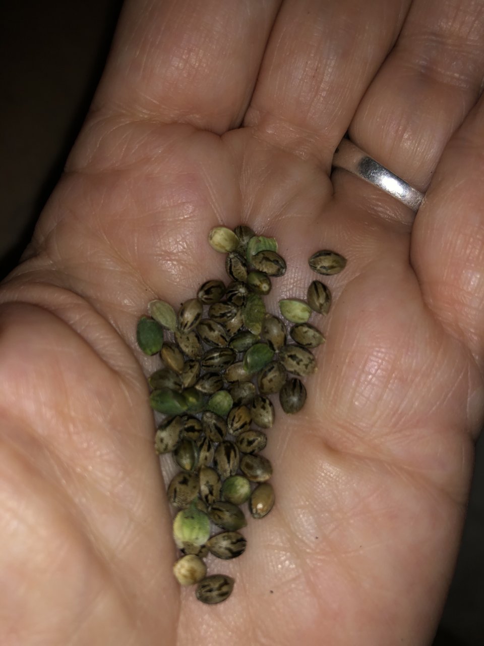 Purple Haze Seeds