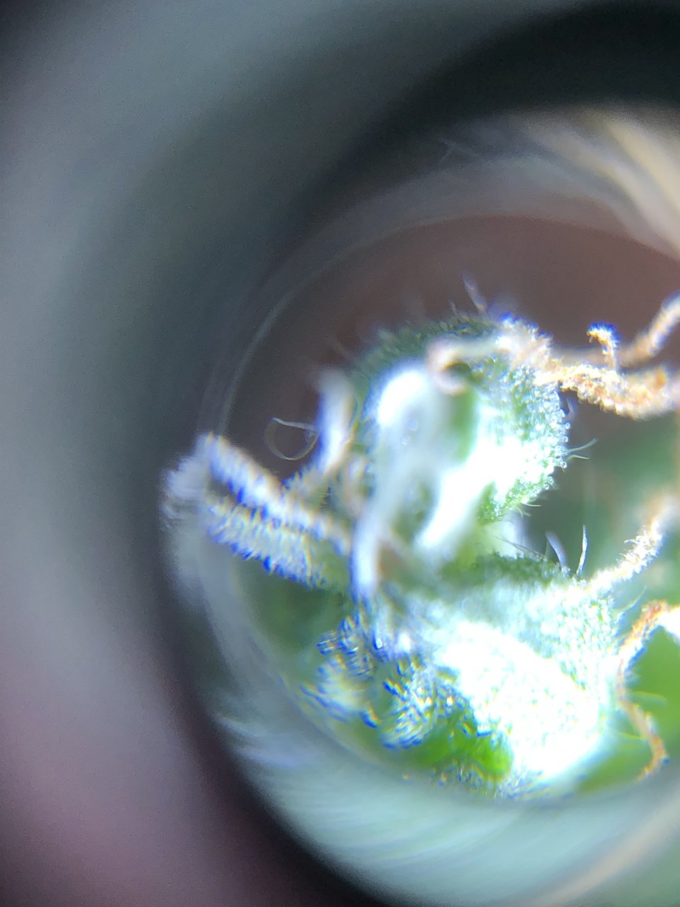 Purple Haze - week 8 Trichomes