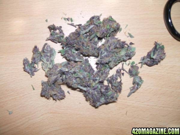 purple indica