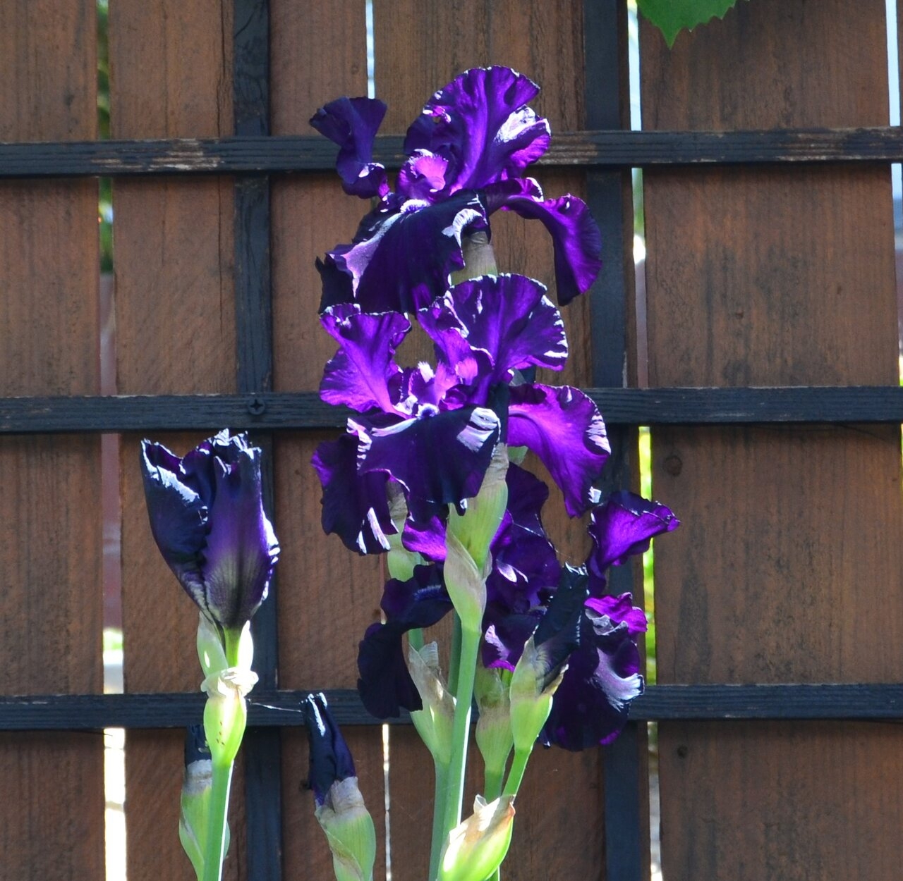 purple iris