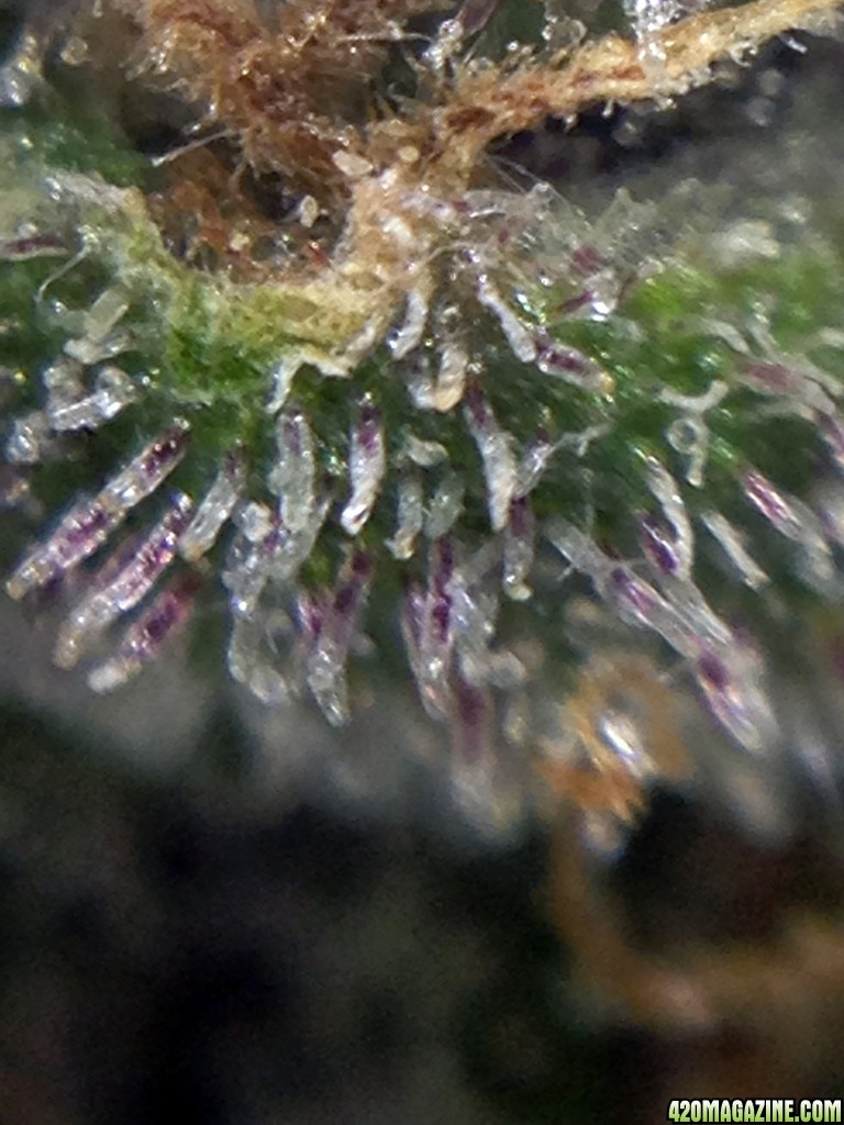 Purple Jack (Jack Herer x  Purple Kush) Day 50 flower