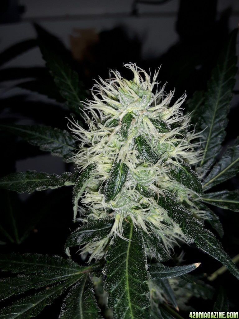 purple kush 400 wattt cfl  week 6 flower