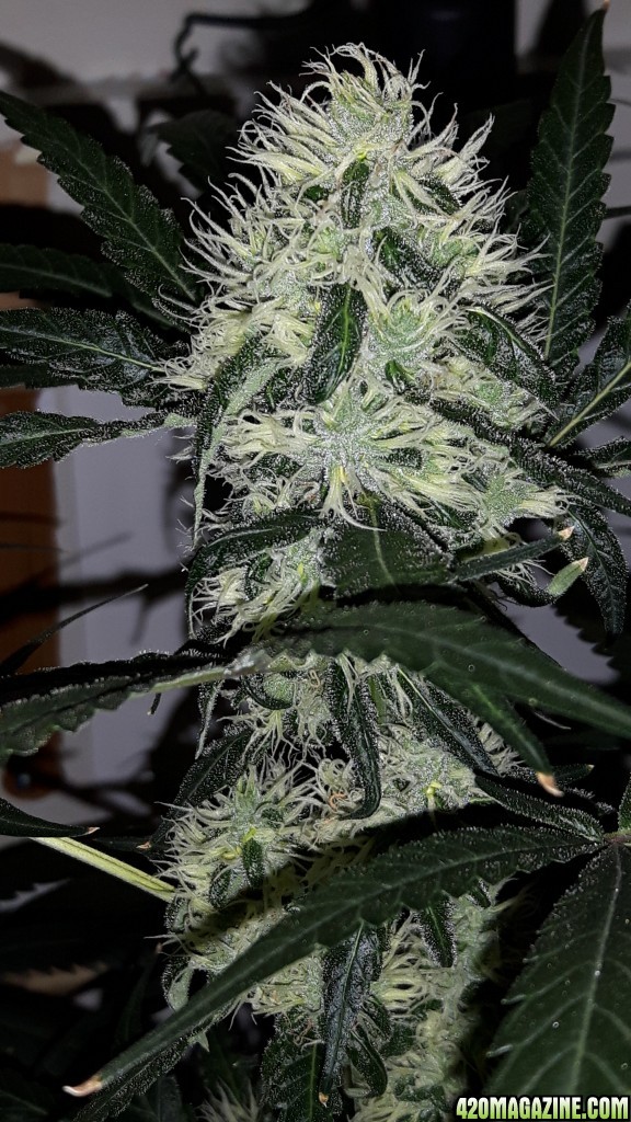 purple kush 400 wattt cfl  week 6 flower