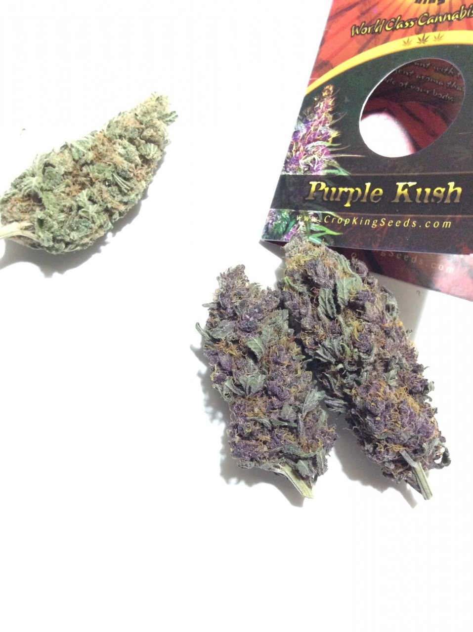 Purple Kush CK.JPG