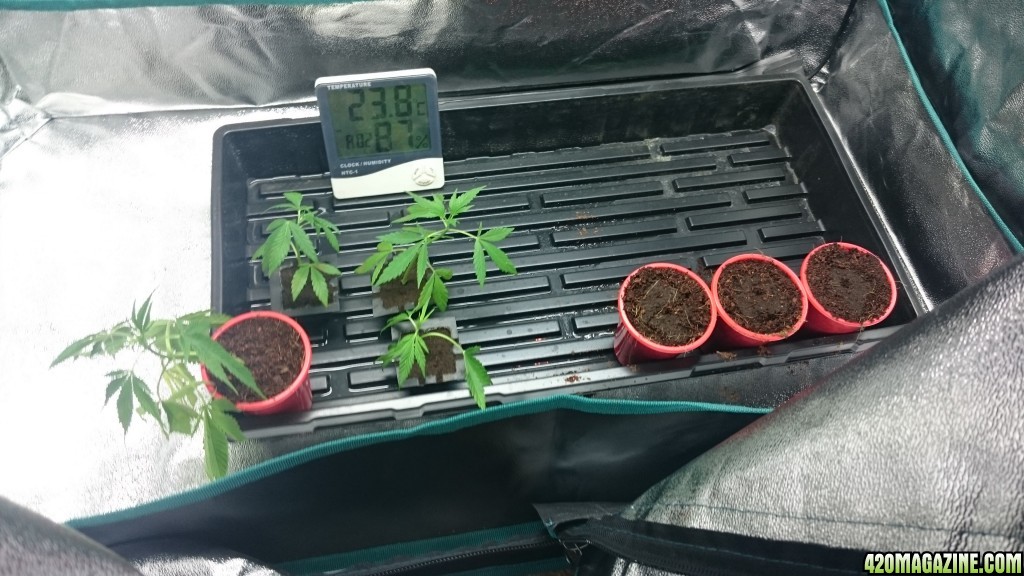 purple kush clones/seedlings