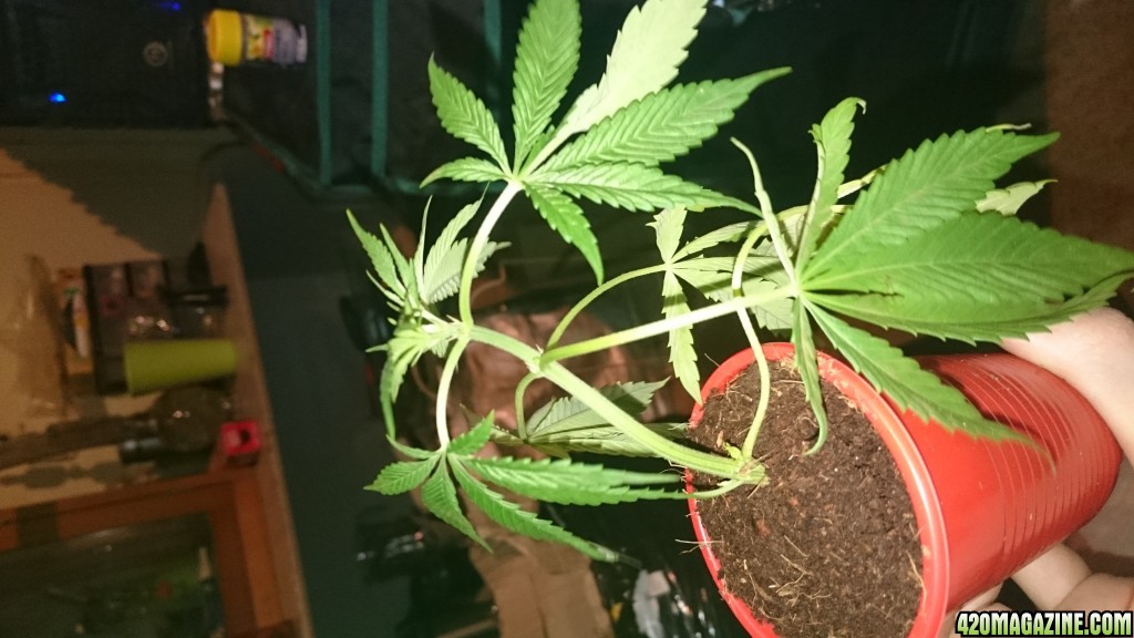 purple kush clones/seedlings