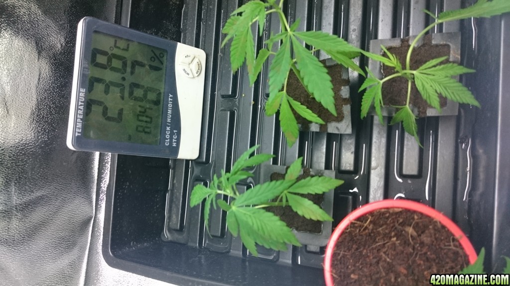 purple kush clones/seedlings