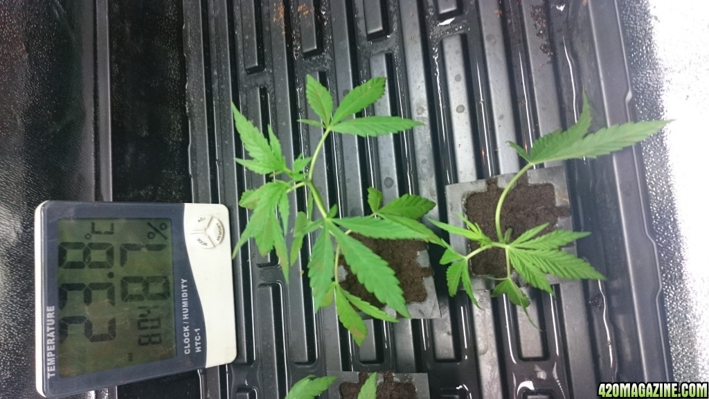 purple kush clones/seedlings