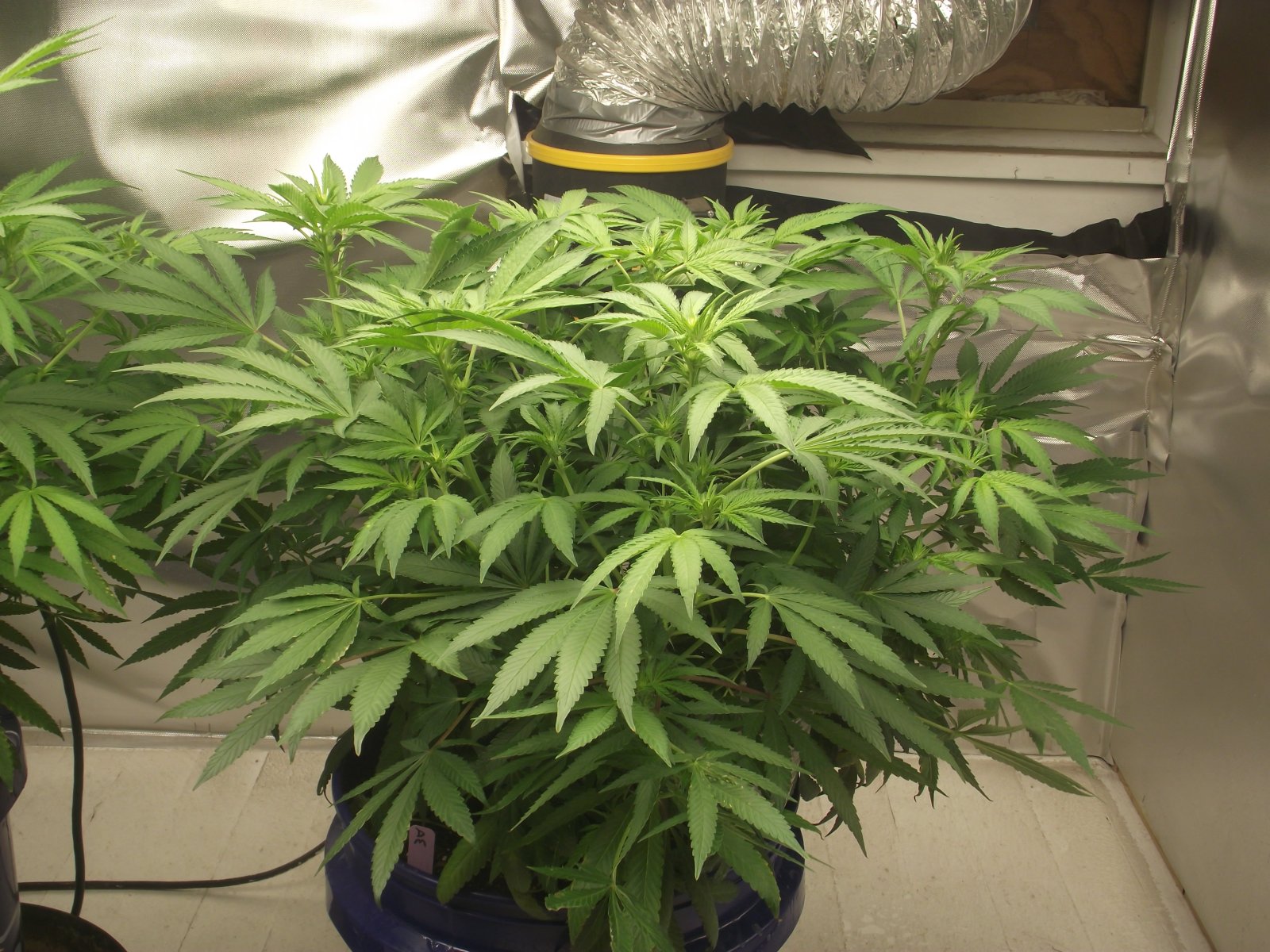 Purple Kush Day 3 bloom.JPG