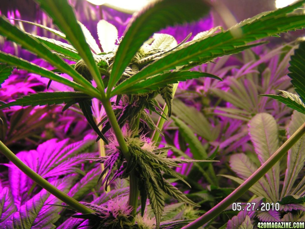 PURPLE KUSH dwc led grow