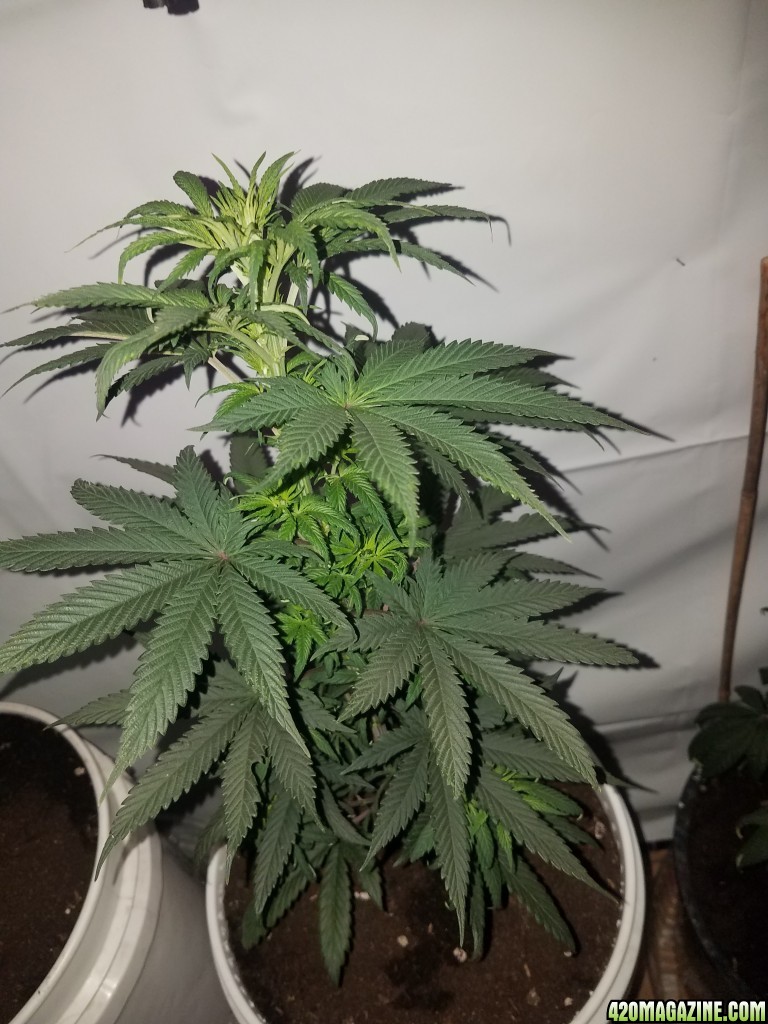 Purple kush feminized  (organic)