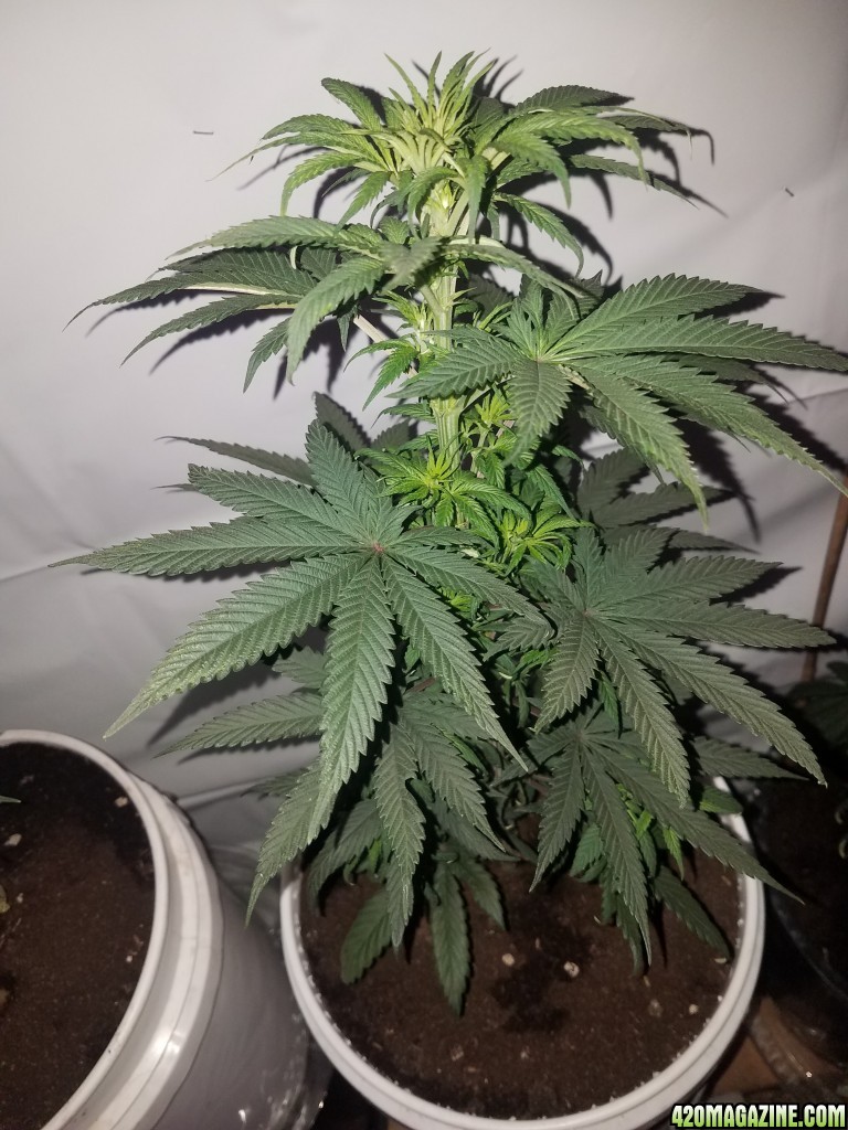 Purple kush feminized  (organic)