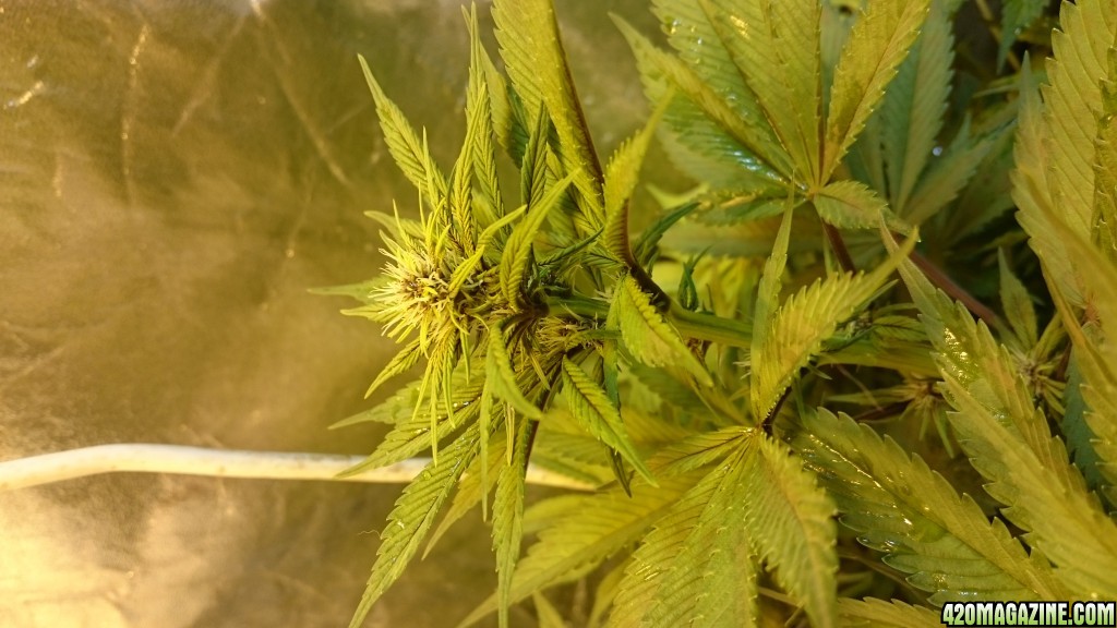 purple kush flower