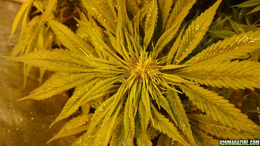 purple kush flower