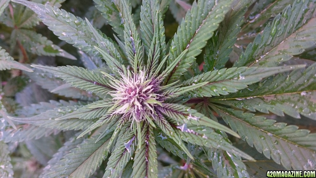 purple kush flower