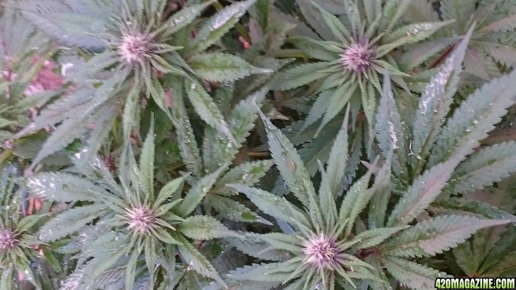 purple kush flower