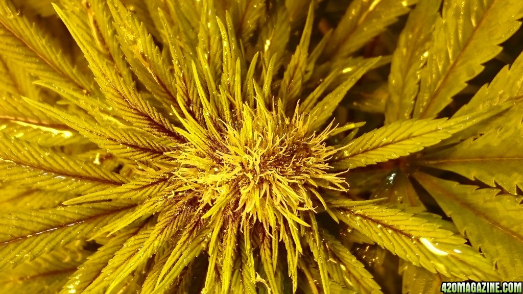 purple kush flower