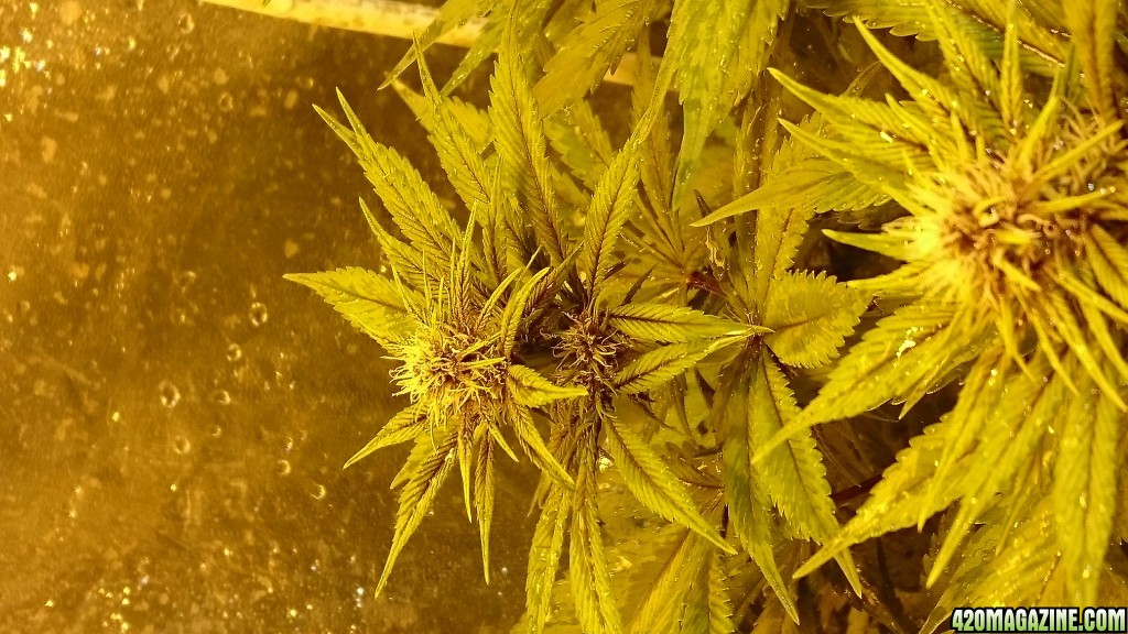 purple kush flower