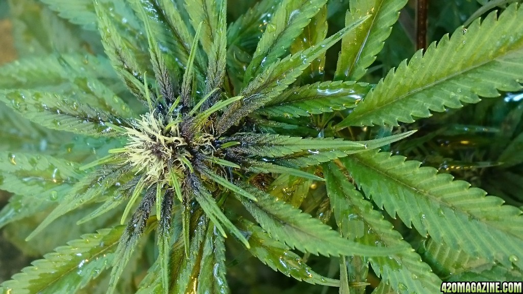 purple kush flower